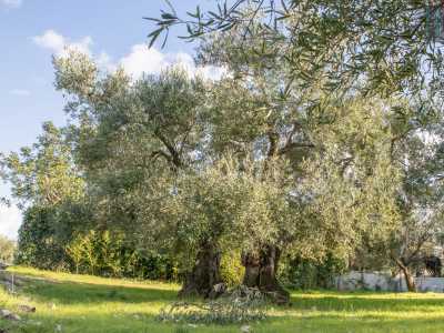 L'oliva � tipica del luogo per le condizioni oro-genetiche del suolo locale, meno argilloso e pi� roccioso, fresco, calcareo e ricco di ferro rispetto agli altri